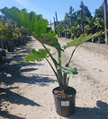 10" Alocasia Portora